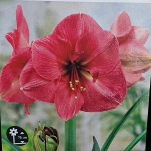 Amaryllis
