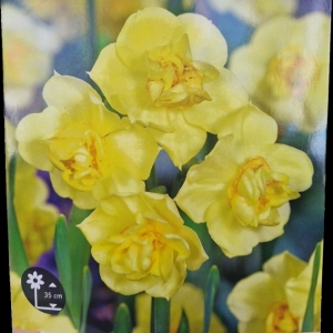 Narcissus Cheerfulness