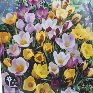 Crocus